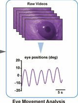 Mouse Vestibulo-Ocular Reflex Testing for Otolith Organs and Horizontal Semicircular Canal
