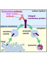 利用基于 Western blot 的生物素化抗体内吞检测法监测膜整合蛋白的内吞过程