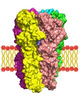 膜蛋白–配体相互作用研究的计算流程：以含 α5 亚基的 GABA(A) 受体为例