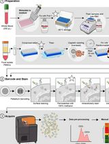 Dual Phospho-CyTOF Workflows for Comparative JAK/STAT Signaling Analysis in Human Cryopreserved PBMCs and Whole Blood