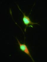基于 PKD2L1 启动子驱动的慢病毒系统在体外选择性富集与鉴定脑脊液接触神经元