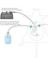 Quantifying Intestinal Glucose Absorption Using Isolated Vascularly Perfused Rat Small Intestine
