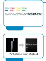 基于融合引物的 Racket PCR 基因组步移技术的实现