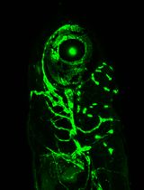 Analyzing the Translatome of Lymphatic and Venous Endothelial Cells In Vivo via Translating Ribosome Affinity Purification (TRAP)