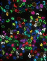 Detailed Protocol for Segmentation and Quantification of Overlapping Prospore Membranes using DeMemSeg