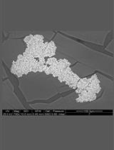 A Quantitative Spectrophotometric Assay Matched With Environmental Scanning Electron Microscopy to Measure Calcium Crystals in Human Osteoarthritic Synovial Fluid
