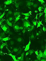 A Protocol to Induce Brown and Beige Adipocyte Differentiation From Murine and Human Adipose-Derived SVF
