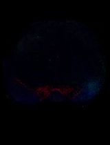 基于 rAAV-α-Syn 与 α-Syn 预成纤维共同构建的帕金森病一体化小鼠模型