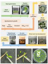 Highly Efficient <em>Agrobacterium</em>-Mediated Transformation of Tomato cv Micro-Tom From Cotyledon Explants