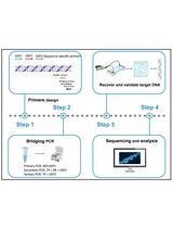 基于 Bridging PCR 的基因步移实验流程