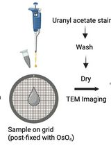 利用透射电镜观察蓝细菌胞蓝小体脂滴的制备与负染方法