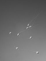 利用乳酸稳定的 L-15 培养基实现斑马鱼和青鳉精子的室温保存