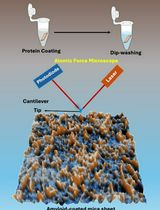 获得高质量淀粉样纤维 AFM 成像的优化实验流程