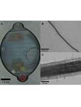Synchronizing Germination Rates Across Plant Species for Fabricated Ecosystems EcoFAB 2.0