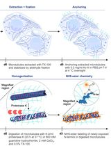 High Precision Antibody-Free Microtubule Labeling for Expansion Microscopy