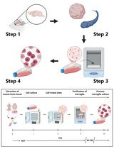 Revisiting Primary Microglia Isolation Protocol: An Improved Method for Microglia Extraction