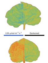 Chloroplast Movement Imaging Under Different Light Regimes With a Hyperspectral Camera