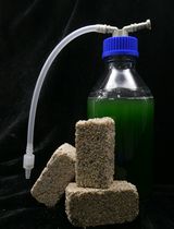 利用具钙化能力的蓝藻制备活体建筑材料