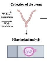 Methods for Collecting and Analyzing Post-Ejaculatory Uterine Fluid and the Uterus in Mice