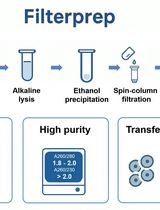 基于 Filterprep 的质粒 DNA 纯化方法及可选内毒素去除步骤