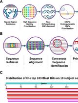 CAPS-Based SNP Genotyping for Nitrogen-Response Phenotypes in Maize Hybrids