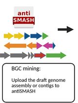 一种快速且经济的流程,用于从细菌草图基因组中识别并捕获生物合成基因簇