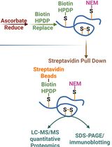 Quantitative Proteomics of Nitrosylated Proteins in Melanoma Using the Biotin-Switch Technique Combined With Tandem Mass Tag Labeling