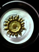 A Compact Schlieren Optics Device for Imaging Biological Samples