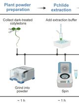 利用高效液相色谱法(HPLC)对拟南芥幼苗中原叶绿素酸酯(Pchlide)的含量进行定量分析