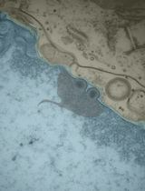 FLARE：一种基于流式细胞术检测HSV-1核出壳的荧光分析方法