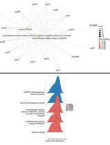 基于自定义注释的非模式生物 RNA-seq 表达谱与功能富集分析优化