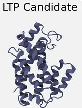 Identifying and Characterizing Lipid-Binding Cavities in Lipid Transfer Proteins With CG-MD Simulations