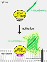 利用基于分裂mNeonGreen的SAIYAN系统通过荧光信号检测内源性小GTP酶的激活