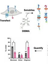 SiMPull-POP: Quantification of Membrane Protein Assembly via Single Molecule Photobleaching