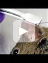 Preparation of Mosquito Salivary Gland Extract and Intradermal Inoculation of Mice