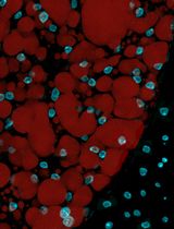 Optimized Method for High-Quality Isolation of Single-Nuclei From Mosquito Fat Body for RNA Sequencing
