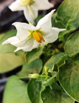 Correction Notice: Identification of S-locus F-box Protein Sequences in Diploid Potato, Solanum okadae, via Degenerate PCR