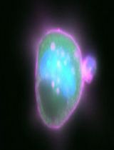 基于 CRISPR/Cas9 在安全位点敲入的人滋养层干细胞的高效荧光标记方法