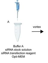 A Highly Efficient siRNA Transfection Method in Primary Cultured Cortical Neurons