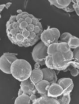 A Simple Protocol for Periodic Live Cell Observation of Flagellate Stages in the Lichen Alga Trebouxia