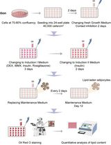 Optimization of Adipogenic Differentiation Protocol for Murine and Human Cell Culture Models