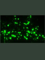 Electroporation of Whole-Mount Postnatal Rodent Retinas for Advanced Functional Assays