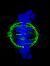 Correcting Image Distortion in Expansion Microscopy Using 3D-Aligner