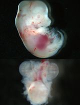 大鼠宫内胎间肾脏移植实验方案