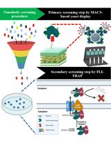 Isolation of Antigen-Specific Nanobodies From Synthetic Libraries Using a Protein Selection Strategy That Combines MACS-Based Screening of YSD and FLI-TRAP