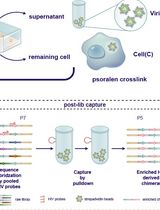 High-Resolution Mapping of RNA–RNA Interactions Across the HIV-1 Genome With HicapR