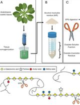 Detailed Method for the Purification of Rhamnogalacturonan-I (RG-I) in <em>Arabidopsis thaliana</em>