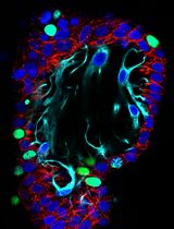 Simple and Rapid Model to Generate Differentiated Endometrial Floating Organoids