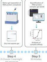 Electrophoretic Mobility Shift Assay (EMSA) for Assessing RNA–Protein Binding and Complex Formation Using Recombinant RNA-Binding Proteins and In Vitro–Transcribed RNA