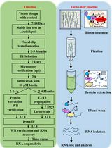 Turbo-RIP:基于 TurboID 的 RNA 免疫纯化方法,用于绘制植物生物分子凝聚体中的 RNA 图谱
